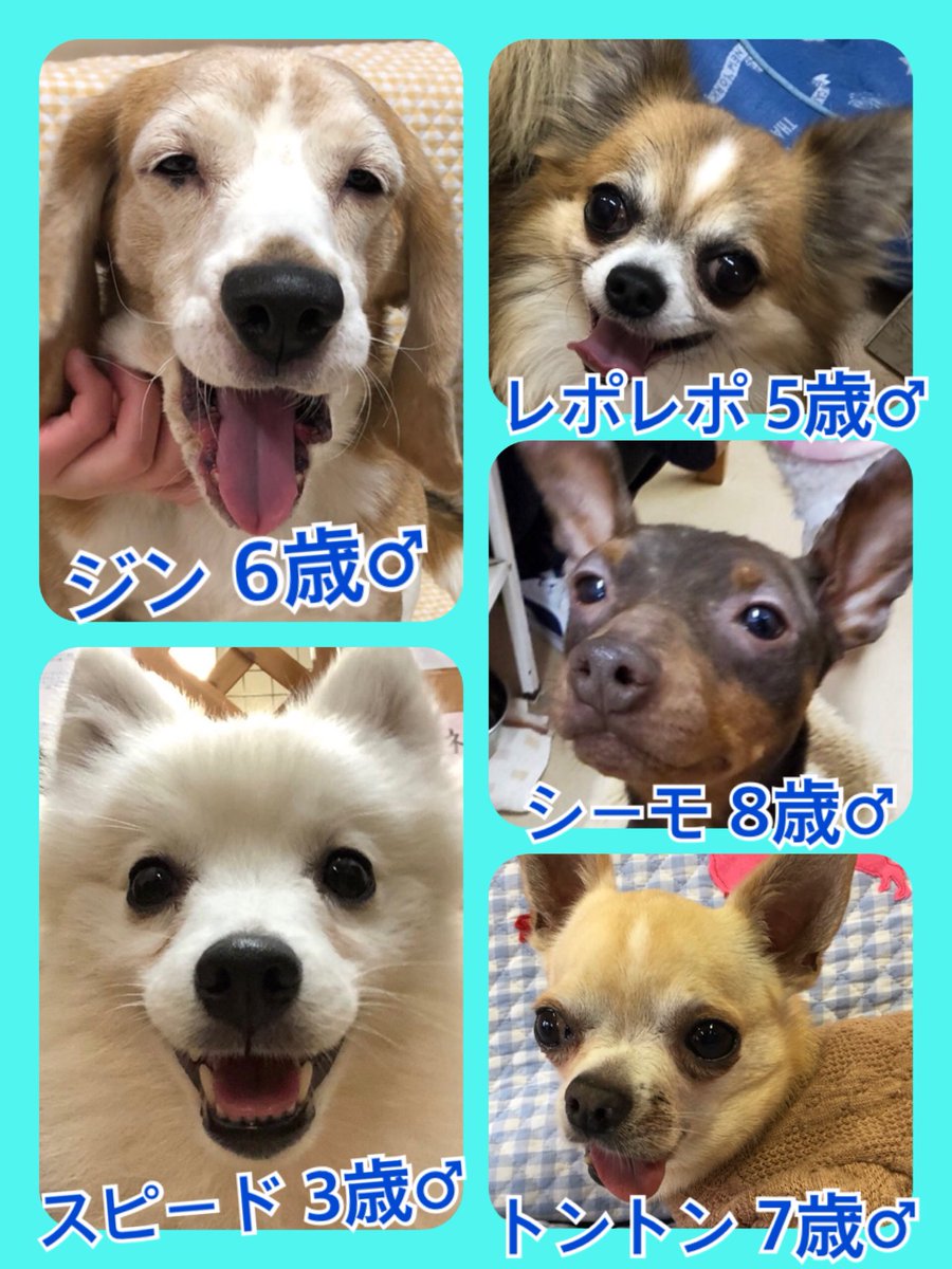 🐾今日の里親様募集中ワンコ🐶メンバーです🐾2020,3,2